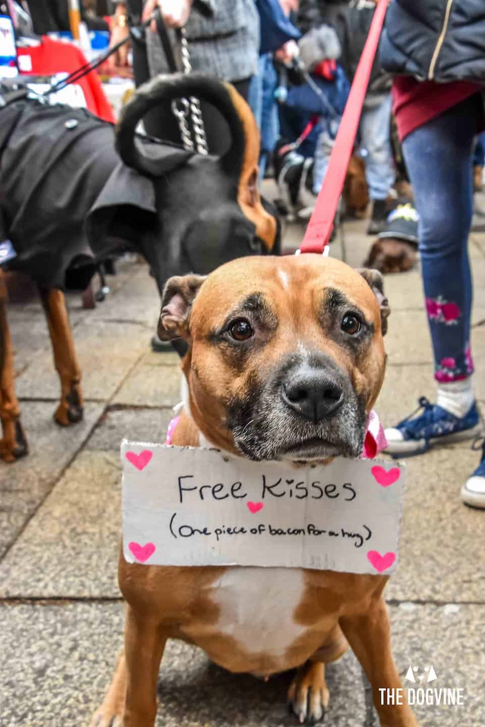 Dog Events In London This Month | Valentines Edition 2019 - Valentines Dog 2