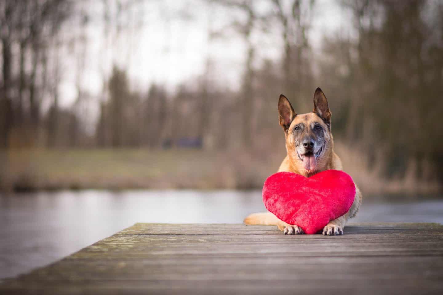 Dog Events In London Valentines 2019 Edition