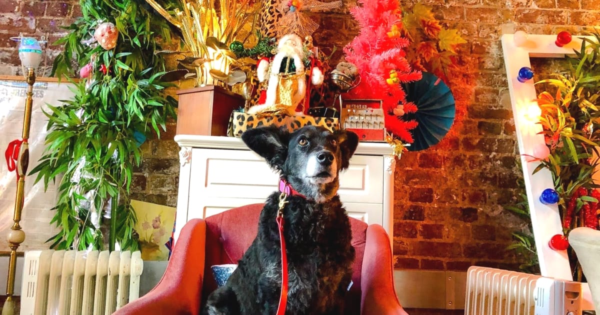 Living it Up Down Dog-friendly Little Nan’s Deptford