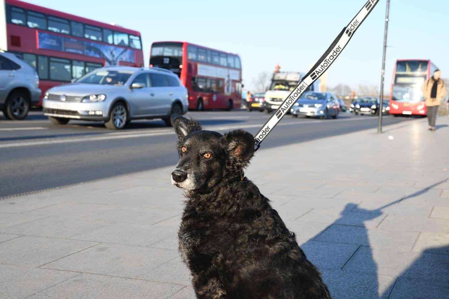 Dog Road Safety | How Safe Are You On London’s Roads?