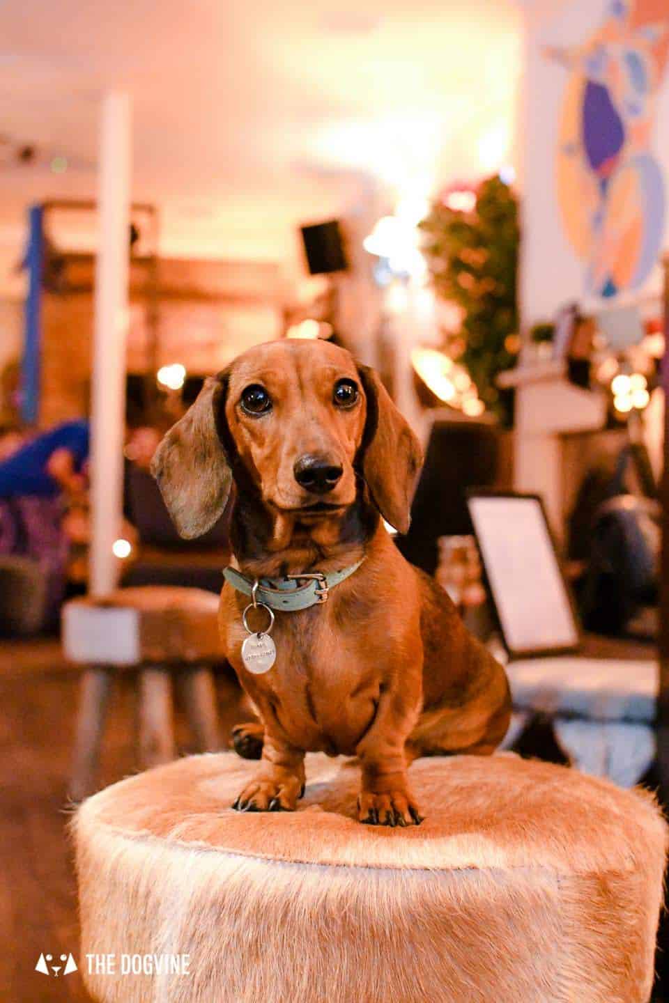 Dog Events In London This Month March 2019 - Empress Mathilda
