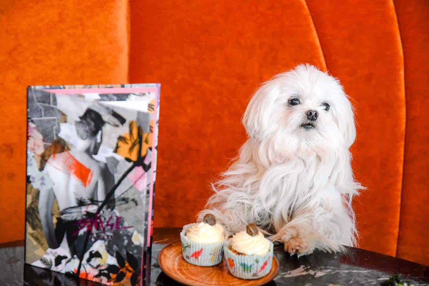 3 Reasons Not To Miss The New Savage Garden Dog Brunch