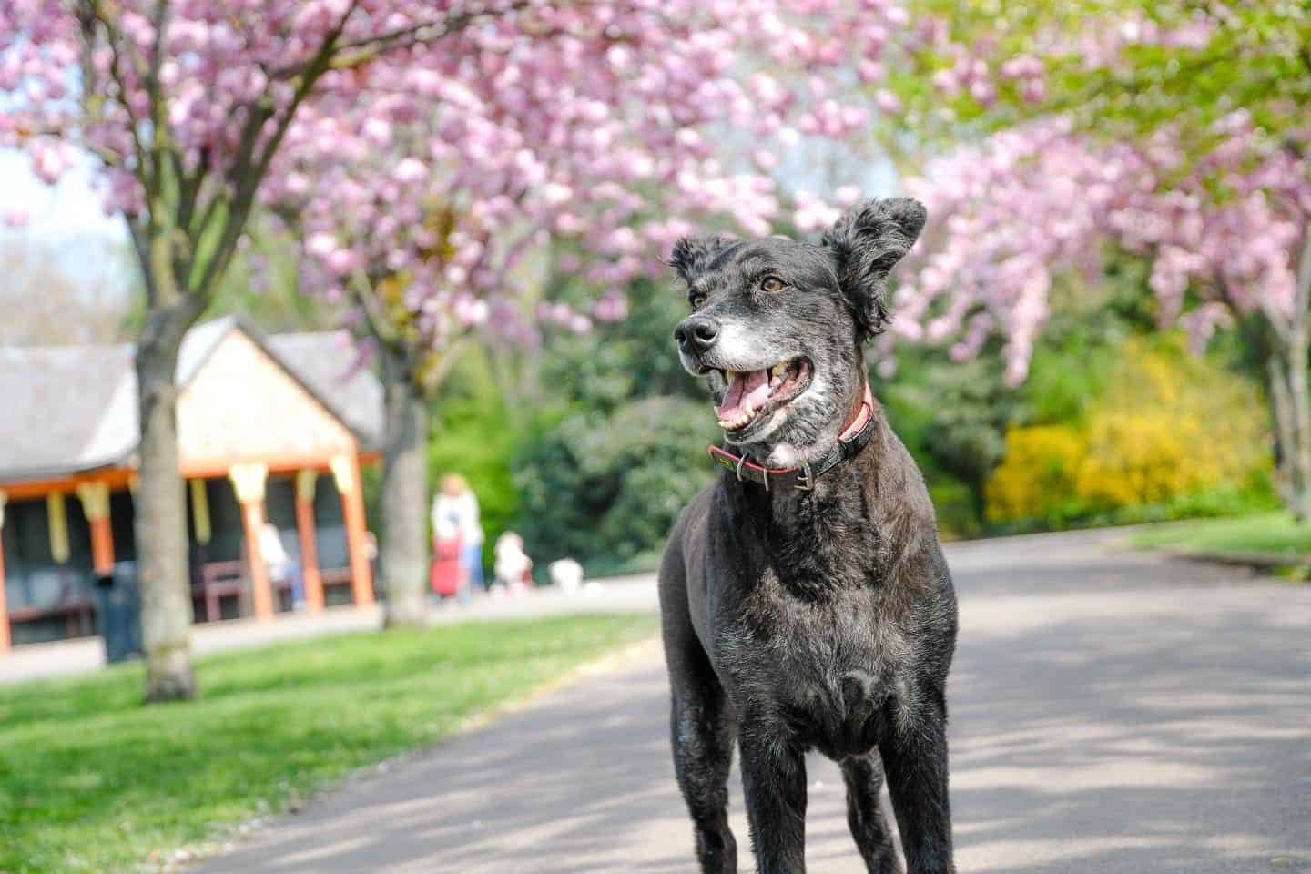 50 Dog-friendly Events And Things To Do In May