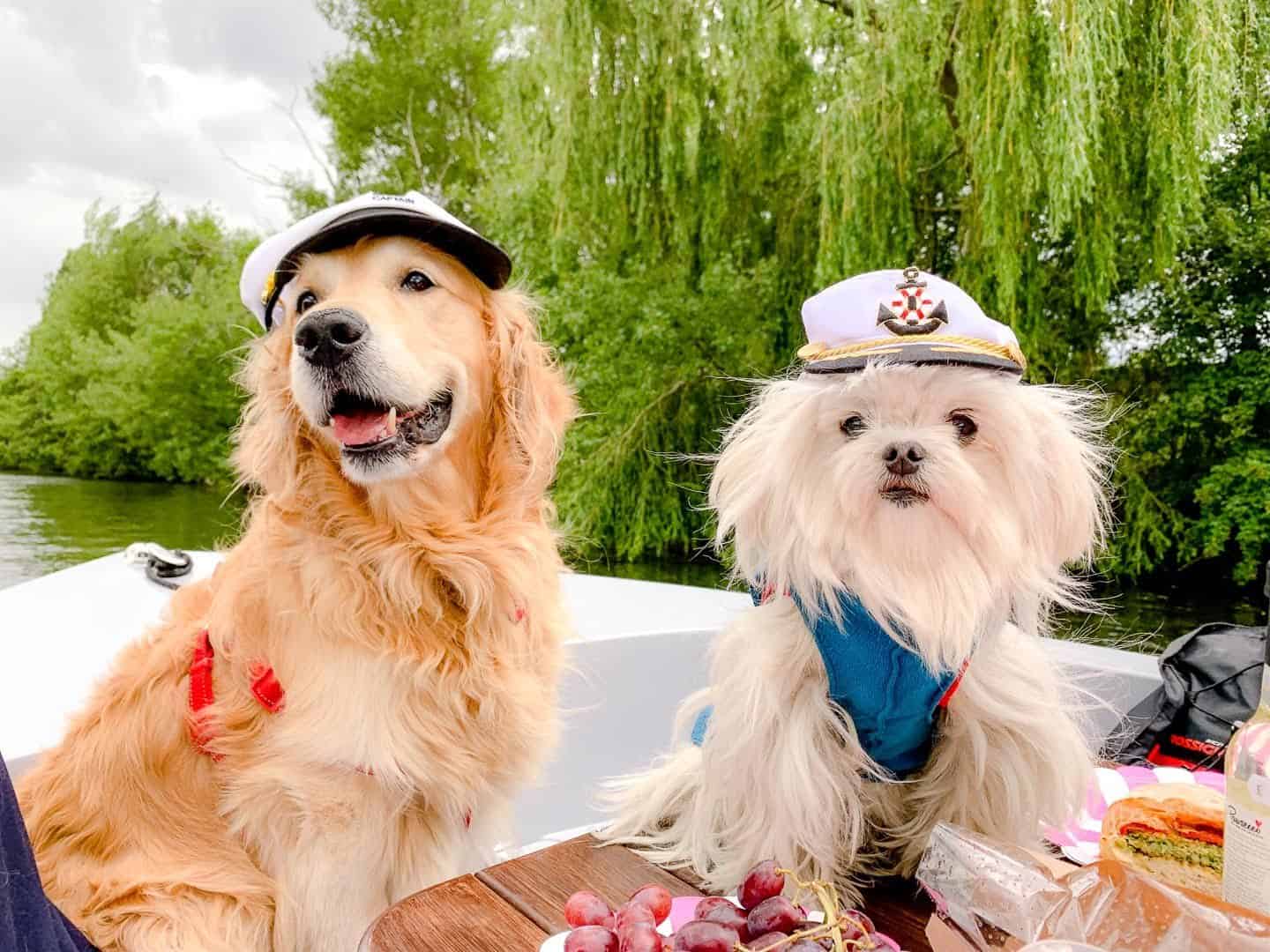 Dogs Day Out On The Thames With Dog-friendly Go Boat Kingston