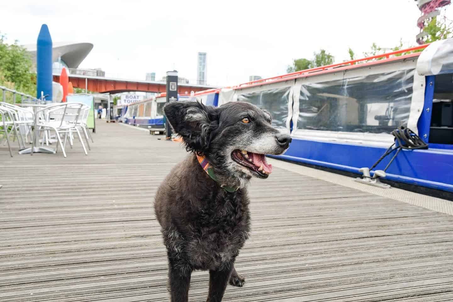 All Aboard For London’s Olympic Park Dog-Friendly Boat Tours