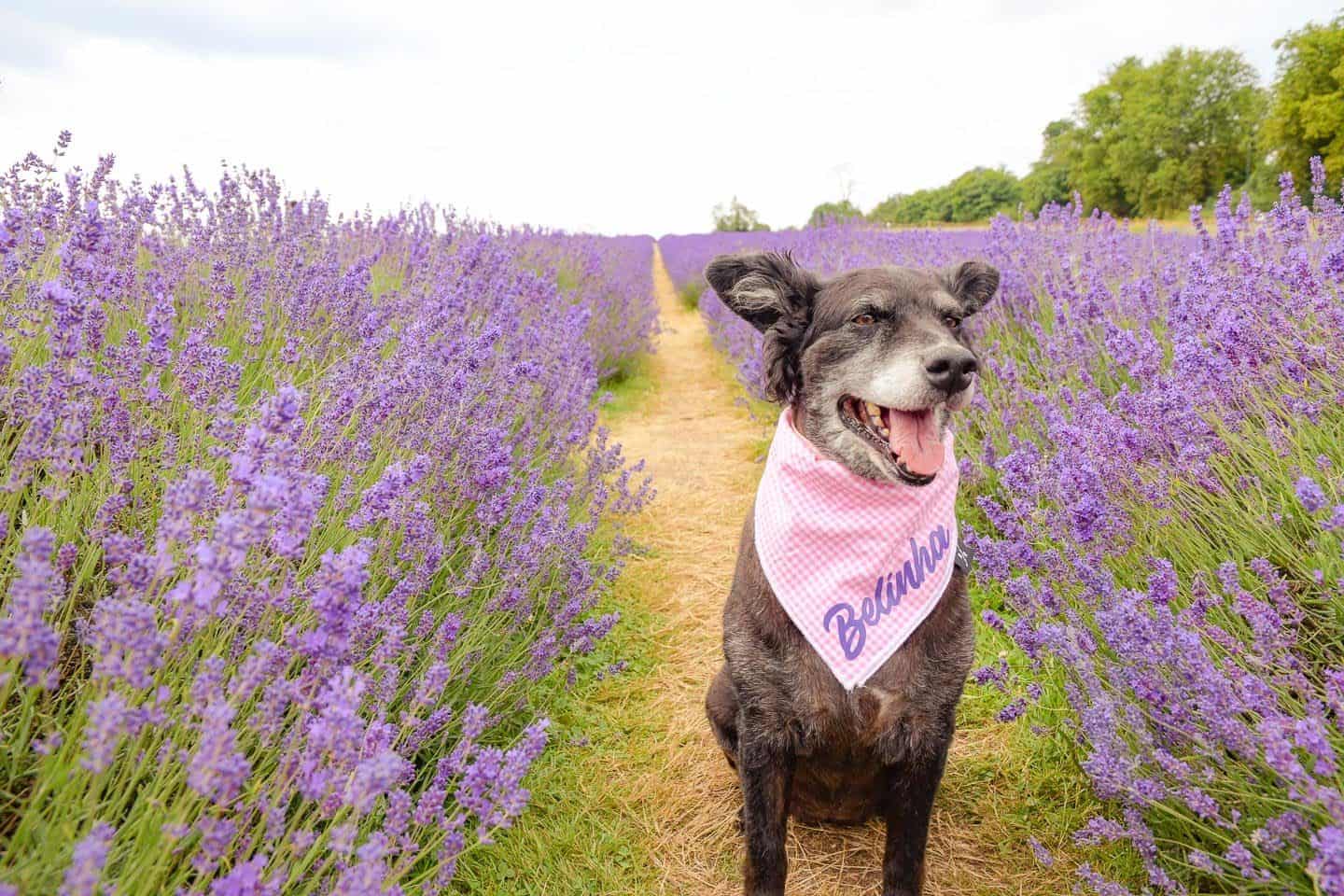Pretty in Purple At The Dog-friendly Mayfield Lavender Farm
