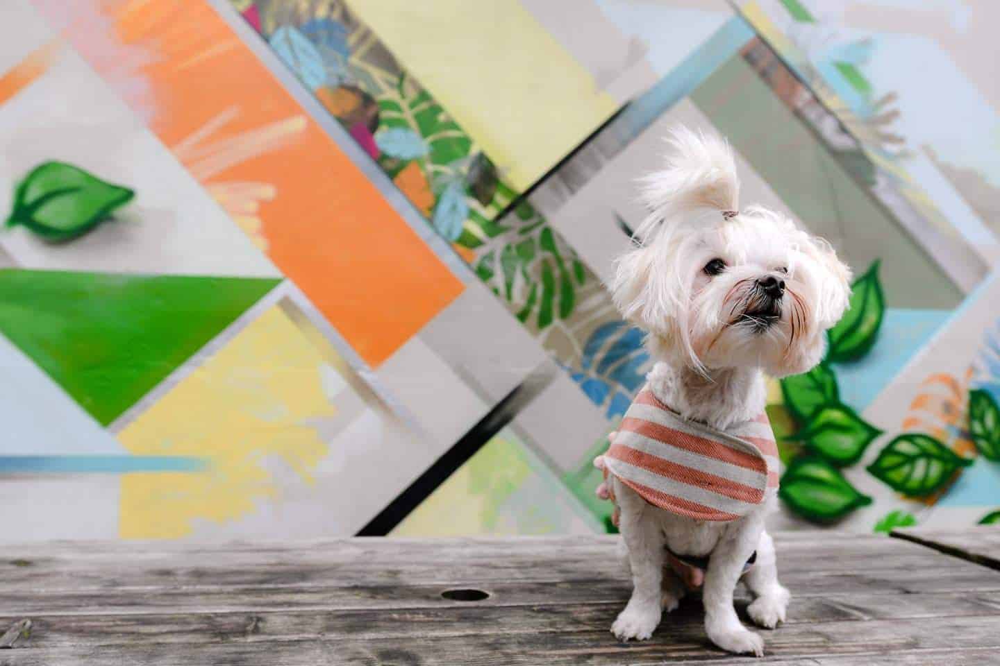 London Dog Events and Things to Do July 2019