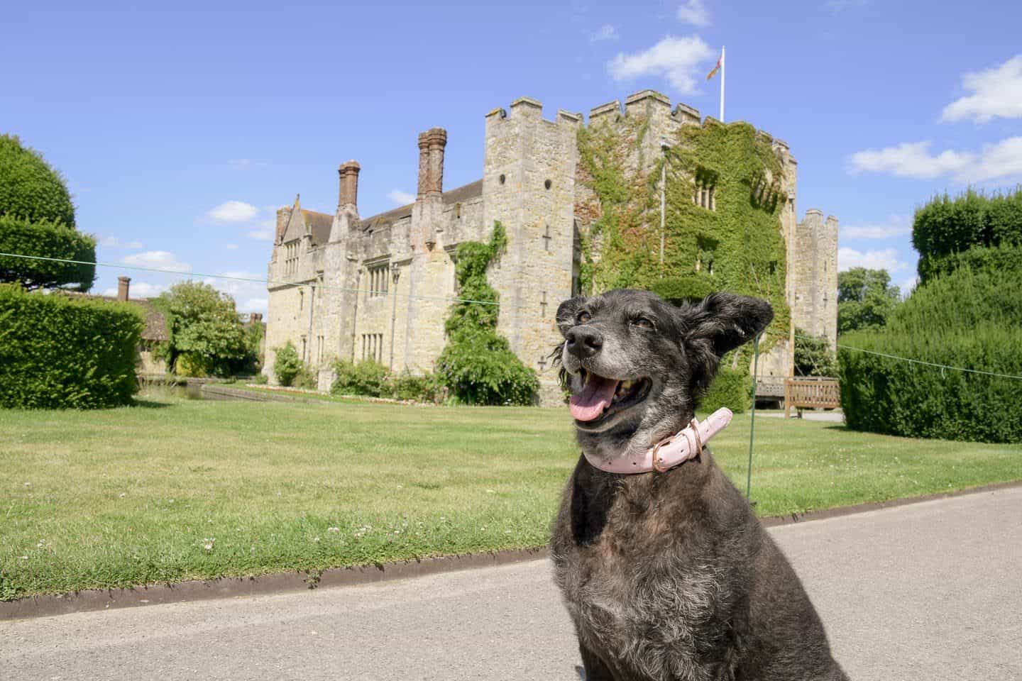 8 Reasons To Visit the Stunning Dog-friendly Hever Castle