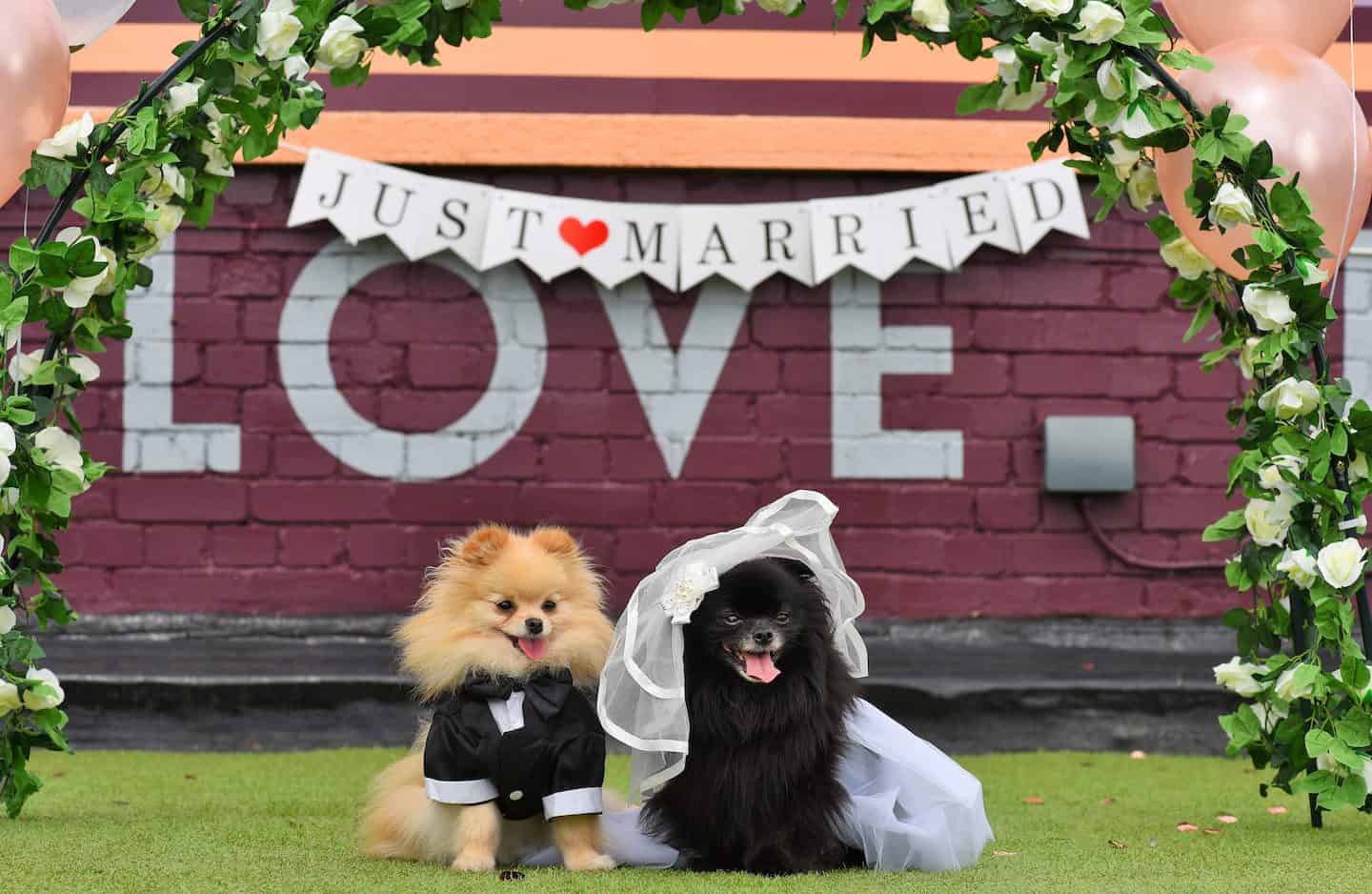 Win A London Dog Wedding At The Rooftop Film Club This Weekend!