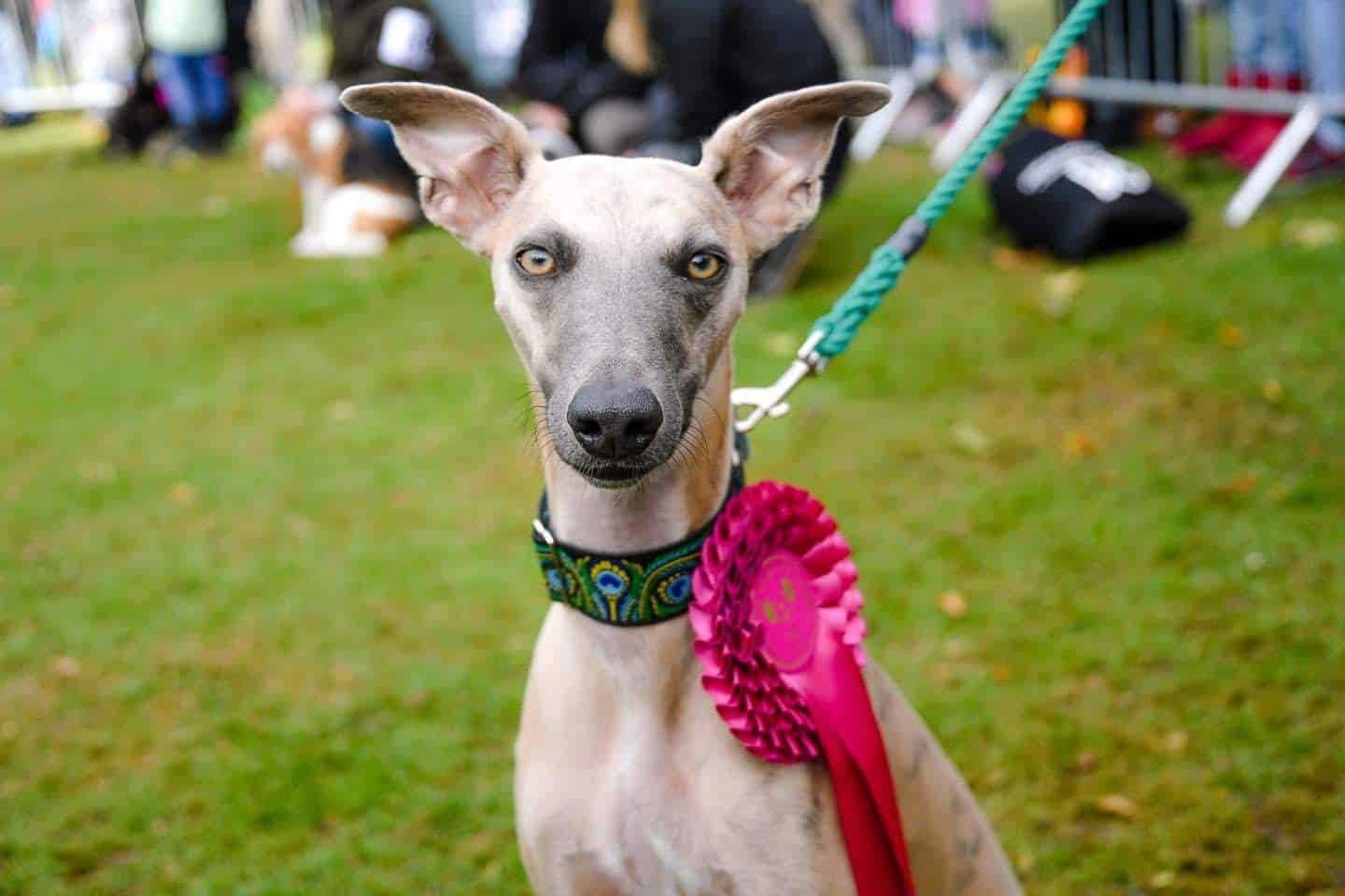London Dog Events and Things to Do September 2019